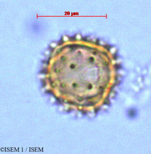 Antennaria linearifolia - lame n° 29021